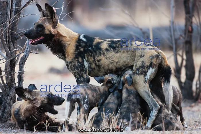 : African Wild Dog : African Wild Dog
