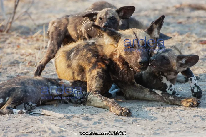 : African Wild Dog : African Wild Dog
