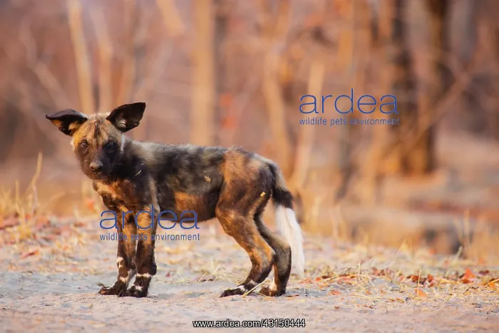 : African Wild Dog : African Wild Dog