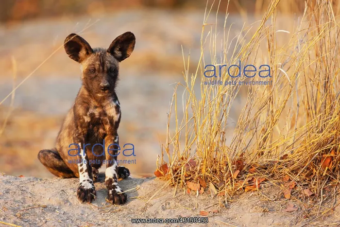 : African Wild Dog : African Wild Dog