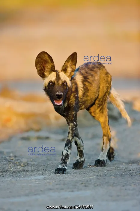 : African Wild Dog : African Wild Dog