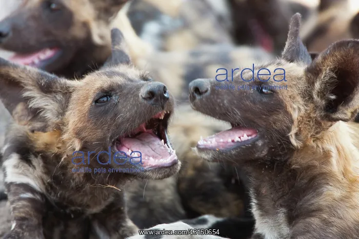 : African Wild Dog : African Wild Dog