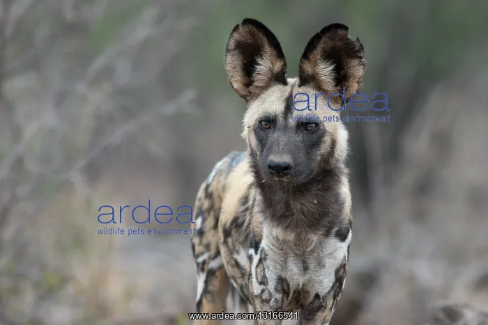  : African Wild Dog