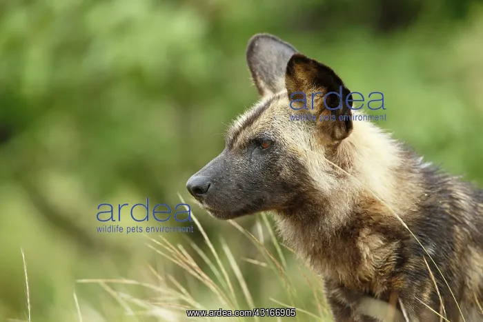 : African Wild Dog : African Wild Dog