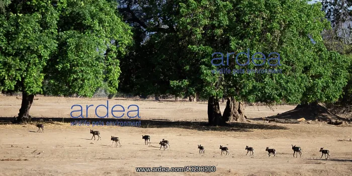 : The African wild dog also called painted dog is considered t : The African wild dog also called painted dog is considered t