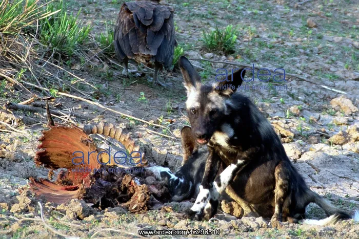 : The African wild dog also called painted dog is considered t : The African wild dog also called painted dog is considered t
