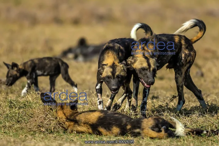 : African Wild Dog greeting : African Wild Dog greeting