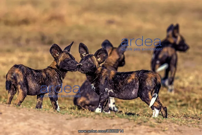  : African Wild Dog greeting