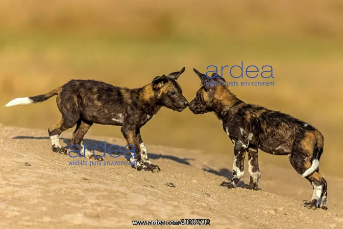 : African Wild Dog greeting : African Wild Dog greeting