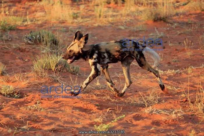 : African wild dog (Lycaon pictus), adult, running : African wild dog (Lycaon pictus), adult, running