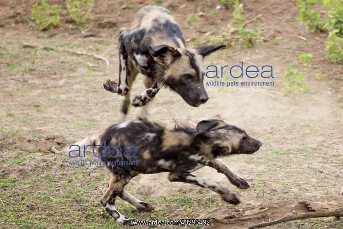 : The African wild dog Lycaon pictus also called painted dog i : The African wild dog Lycaon pictus also called painted dog i