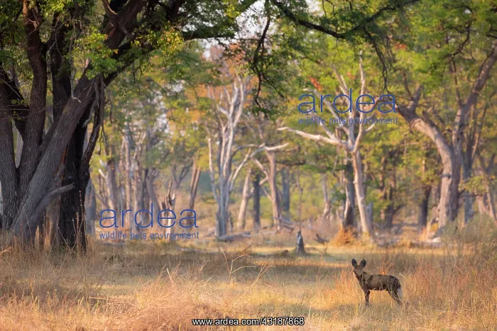 : African Wild Dog (Lycaon pictus) in forest, Okavango : African Wild Dog (Lycaon pictus) in forest, Okavango