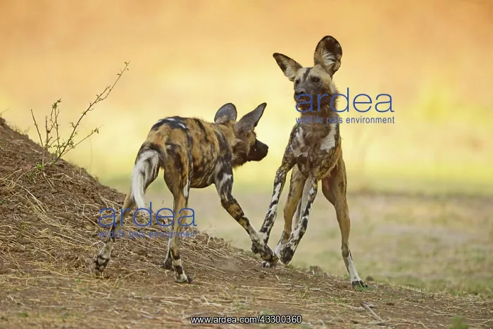 : African Wild Dog (Lycaon pictus pictus) two adults : African Wild Dog (Lycaon pictus pictus) two adults