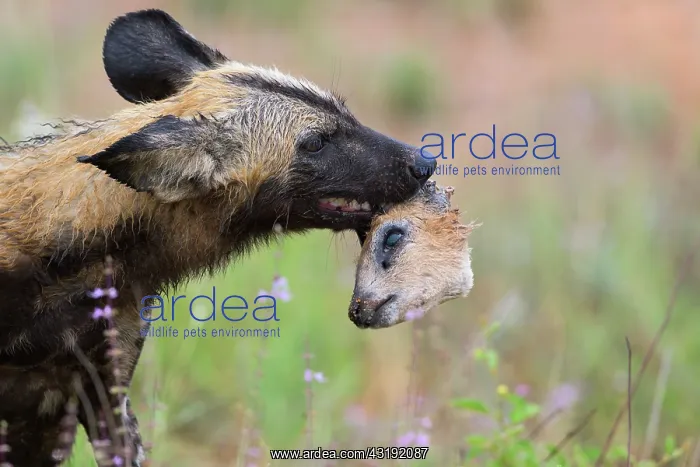 : African Wild Dog (Lycaon pictus) in the rain with : African Wild Dog (Lycaon pictus) in the rain with