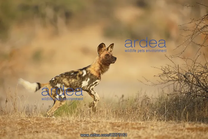 : African Wild Dog (Lycaon pictus) standing on hi : African Wild Dog (Lycaon pictus) standing on hi