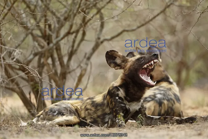 : African Wild Dog (Lycaon pictus) yawning, South : African Wild Dog (Lycaon pictus) yawning, South