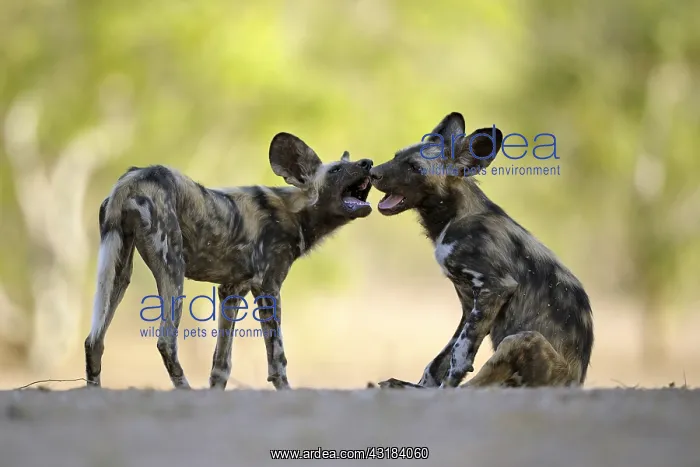 : African wild dog (Lycaon pictus) young playing while : African wild dog (Lycaon pictus) young playing while
