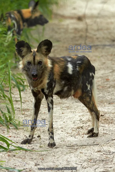 : African Wild Dog or Painted Dog (Lycaon : African Wild Dog or Painted Dog (Lycaon