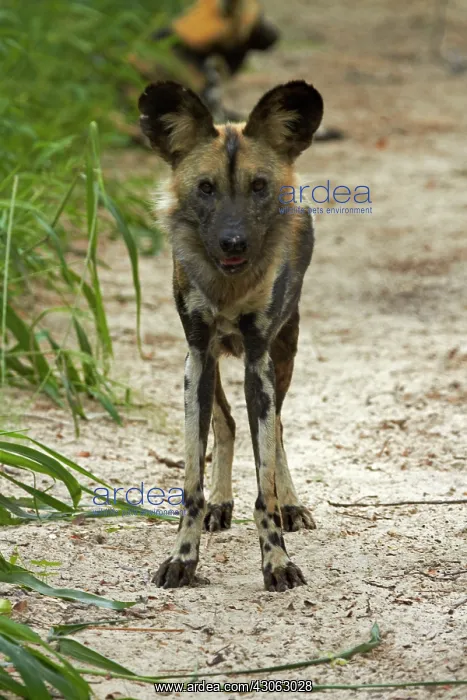 : African Wild Dog or Painted Dog (Lycaon : African Wild Dog or Painted Dog (Lycaon