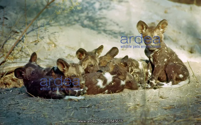 : African Wild Dog pups - Huddle for warmth outside den : African Wild Dog pups - Huddle for warmth outside den