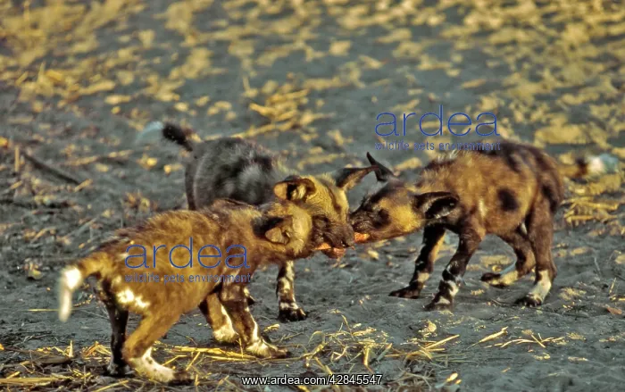 : African Wild Dog pups - Squabbling over a piece : African Wild Dog pups - Squabbling over a piece