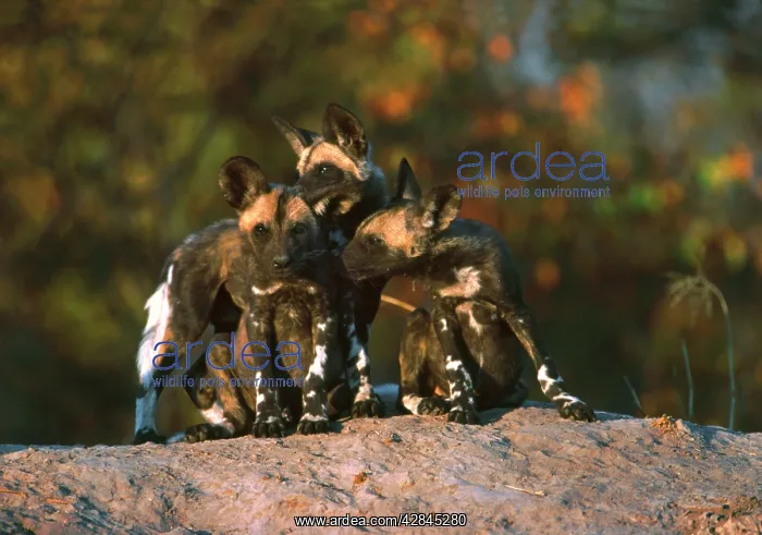 : African Wild Dogs - 3 month old Wild Dog pups at : African Wild Dogs - 3 month old Wild Dog pups at