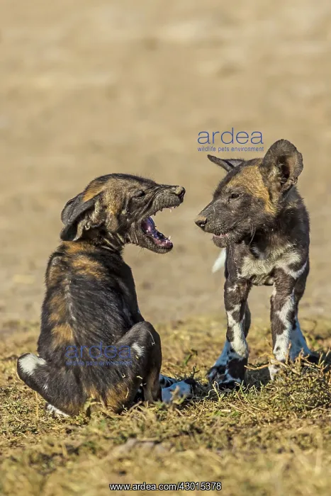 : African Wild Dogs : African Wild Dogs