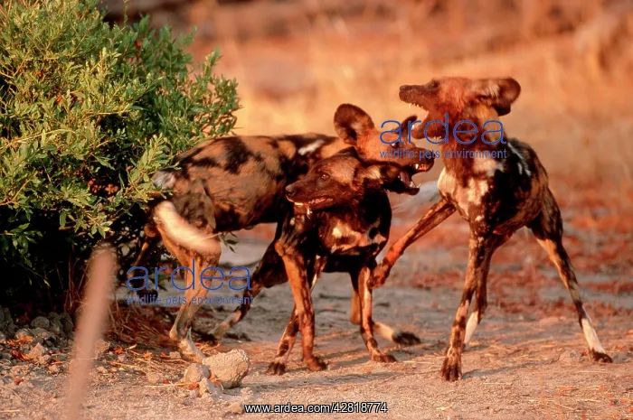  : African Wild Dogs - Males disputing over female