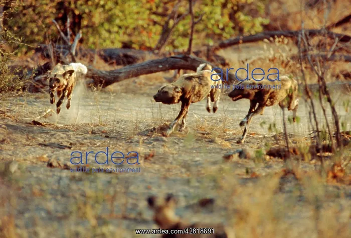 : African Wild Dogs - Racing back to the den : African Wild Dogs - Racing back to the den