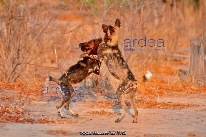 : African Wild Dogs - Wrestling : African Wild Dogs - Wrestling