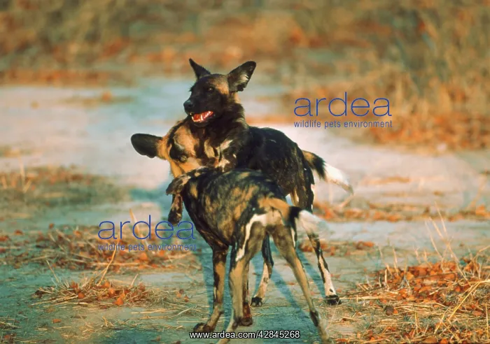 : African Wild Dogs - Young Wild Dogs mock fighting : African Wild Dogs - Young Wild Dogs mock fighting
