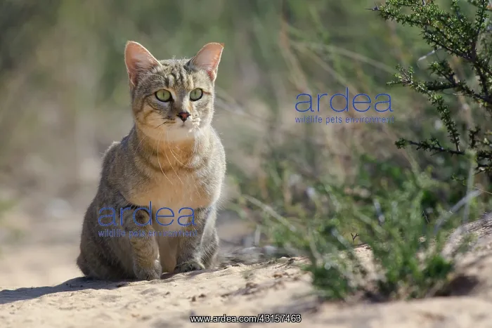 : African Wildcat : African Wildcat