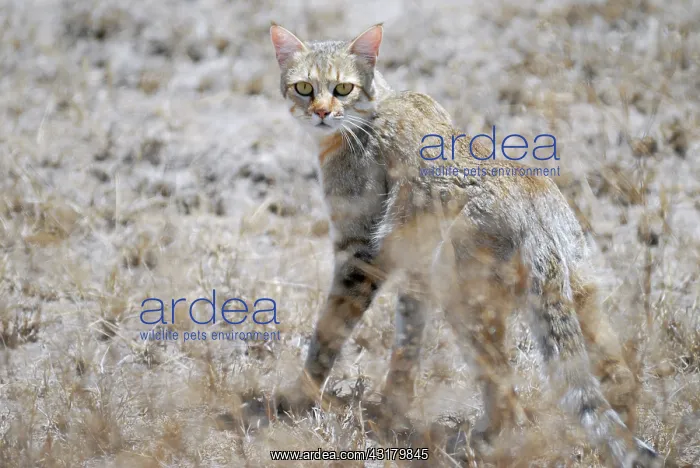 : African Wildcat : African Wildcat