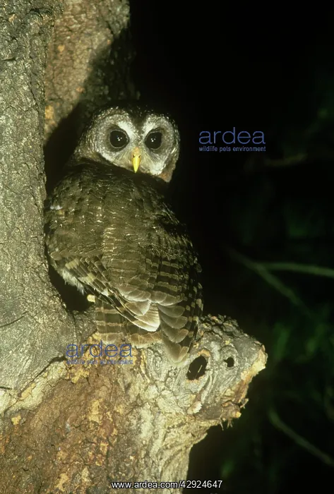  : AFRICAN WOOD OWL