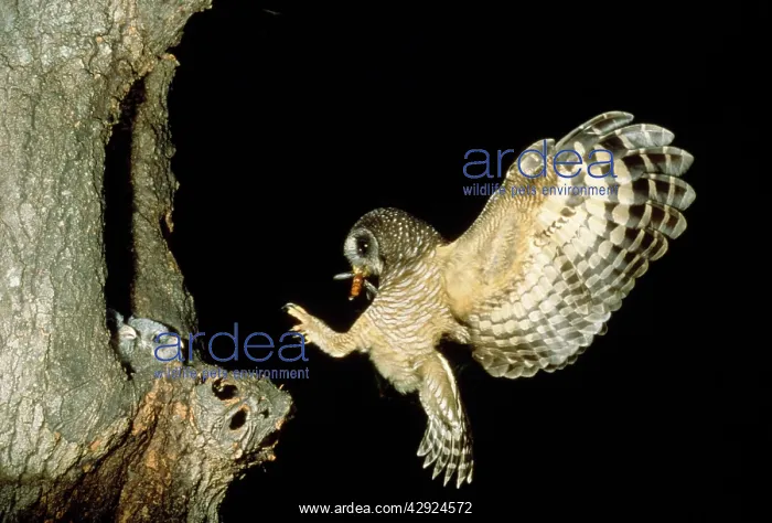 : African Wood Owl - adult returning to young in : African Wood Owl - adult returning to young in
