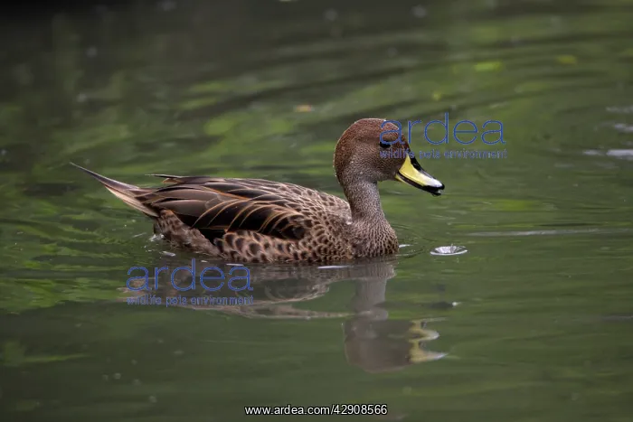 : African Yellow-billed Duck - swimming on lake : African Yellow-billed Duck - swimming on lake