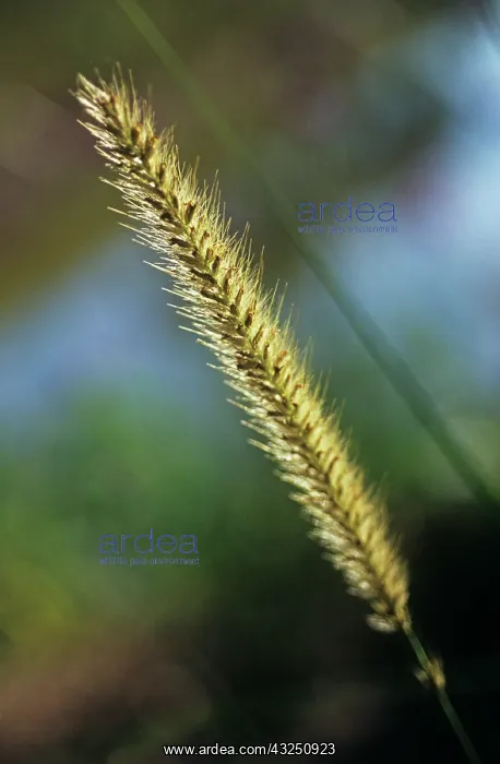 : Africanfeathergrass : Africanfeathergrass
