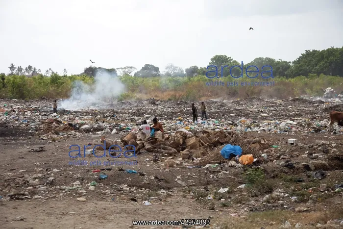 : Africans sorting through waste on roadside rubbish tip : Africans sorting through waste on roadside rubbish tip