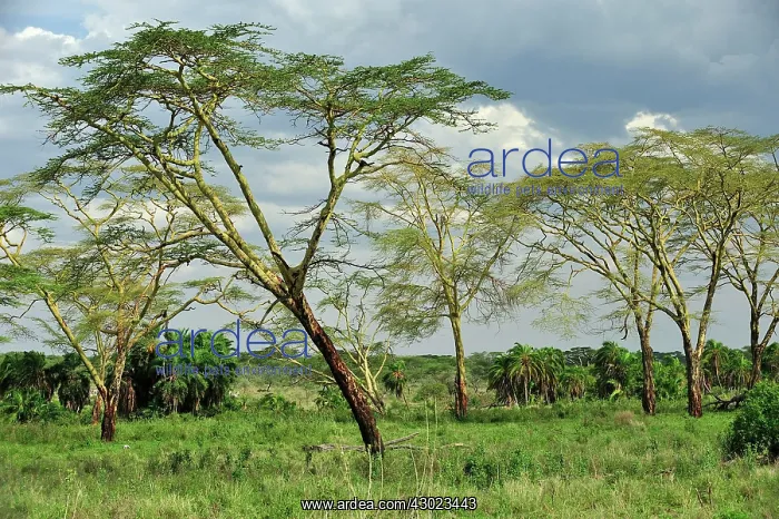 : Afrikaans Worsboom / Sausage Tree : Afrikaans Worsboom / Sausage Tree