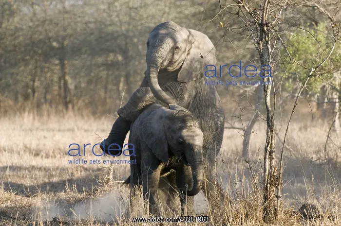 : afrikaanse olifant : afrikaanse olifant