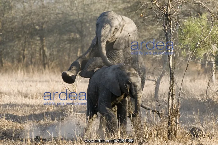 : afrikaanse olifant : afrikaanse olifant
