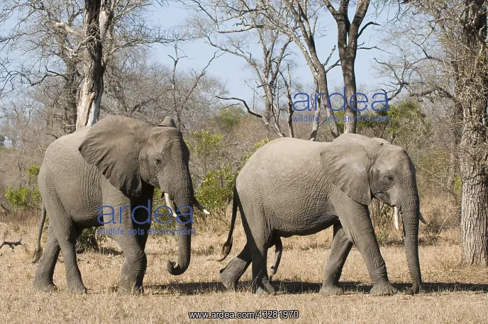 : afrikaanse olifant : afrikaanse olifant