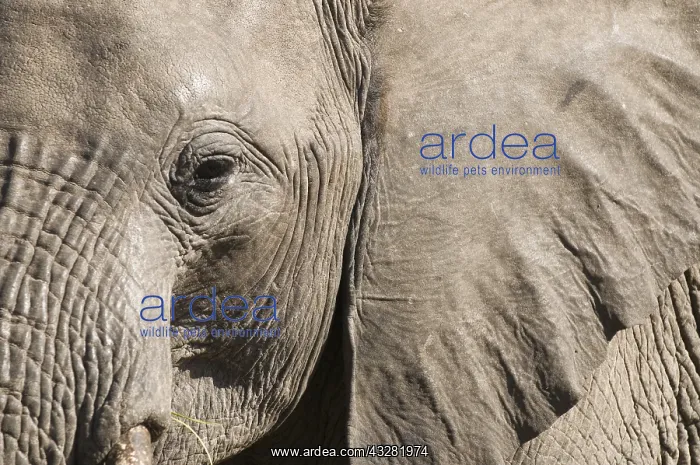 : afrikaanse olifant : afrikaanse olifant