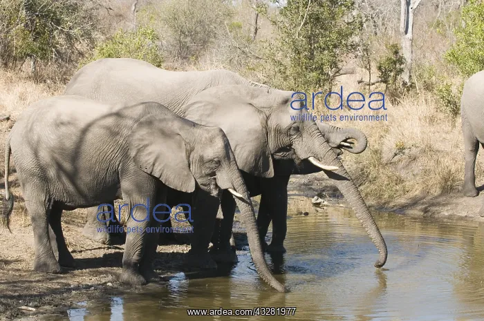 : afrikaanse olifant : afrikaanse olifant