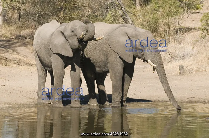 : afrikaanse olifant : afrikaanse olifant