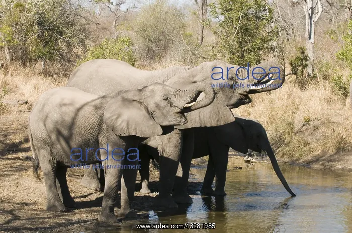 : afrikaanse olifant : afrikaanse olifant