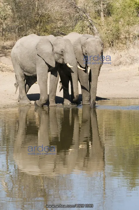 : afrikaanse olifant : afrikaanse olifant