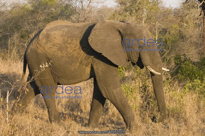 : afrikaanse olifant : afrikaanse olifant