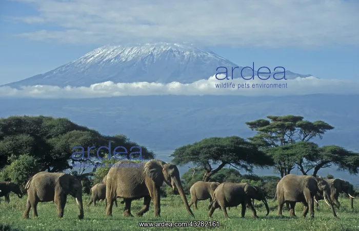 : afrikaanse olifant : afrikaanse olifant
