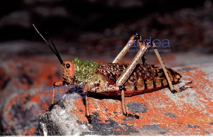 : Afrikanischer Grashuepfer, Phymateus sp : Afrikanischer Grashuepfer, Phymateus sp